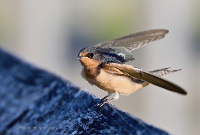 Barn Swallow