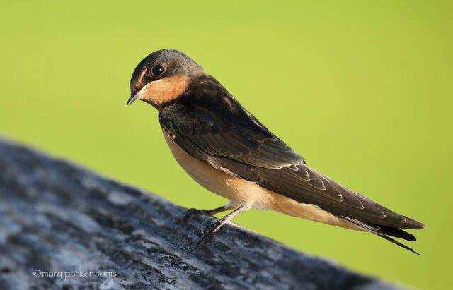 Barn Swallow