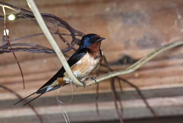 Barn Swallow
