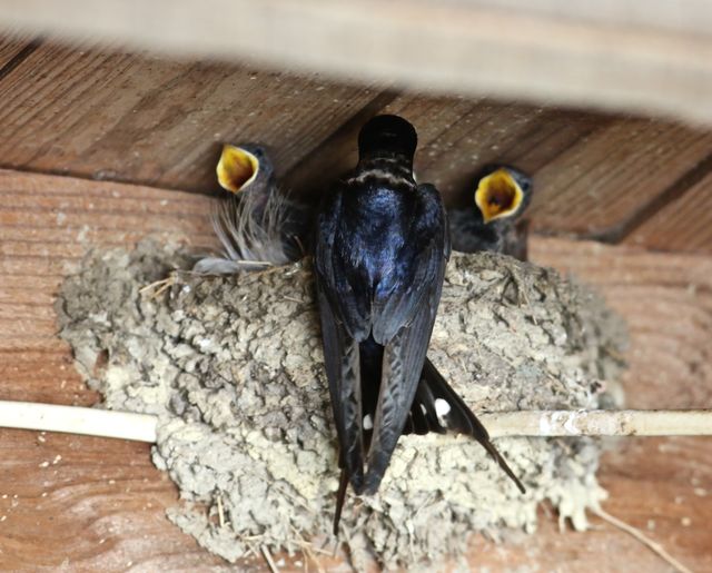 Barn Swallow