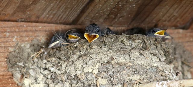 Barn Swallow