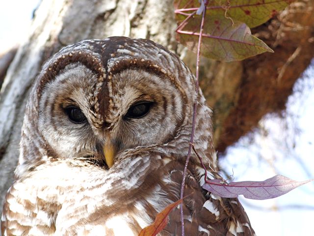barred owl barred owl