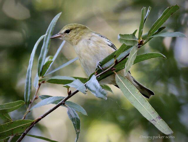 Bay-breasted Warbler