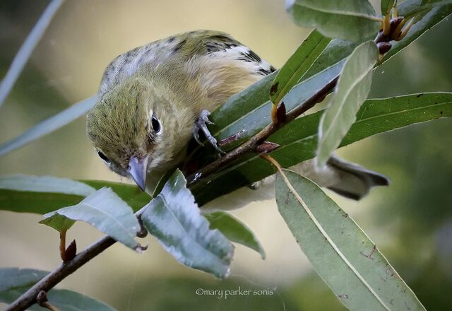 Bay-breasted Warbler
