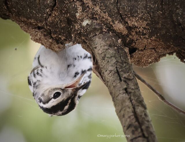 Black-and-white Warbler