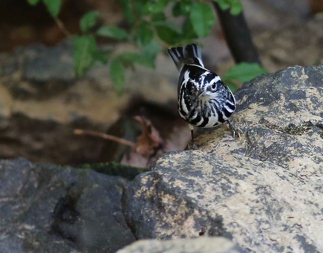 Black-and-white Warbler