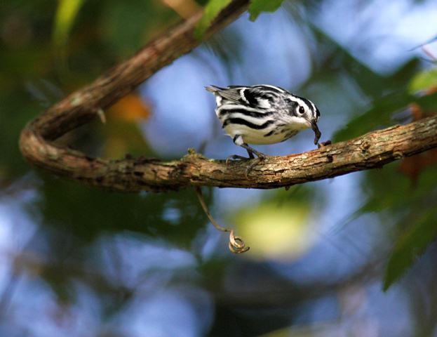 Black-and-white Warbler