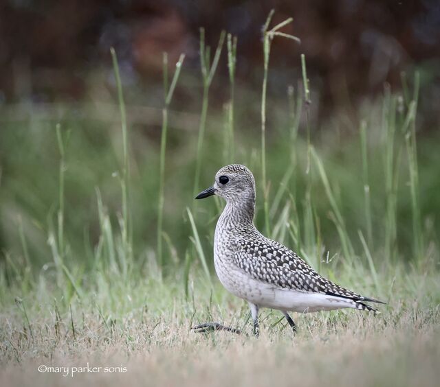 Black-bellied Plover