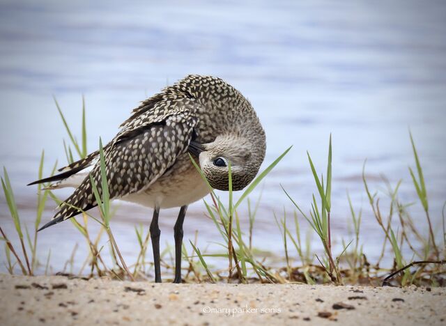 Black-bellied Plover