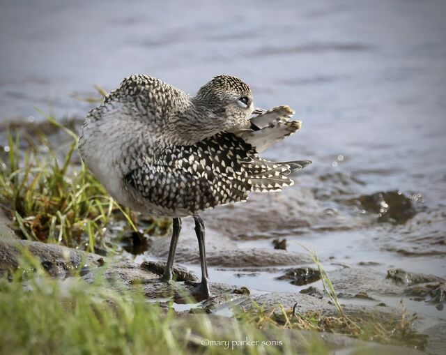Black-bellied Plover