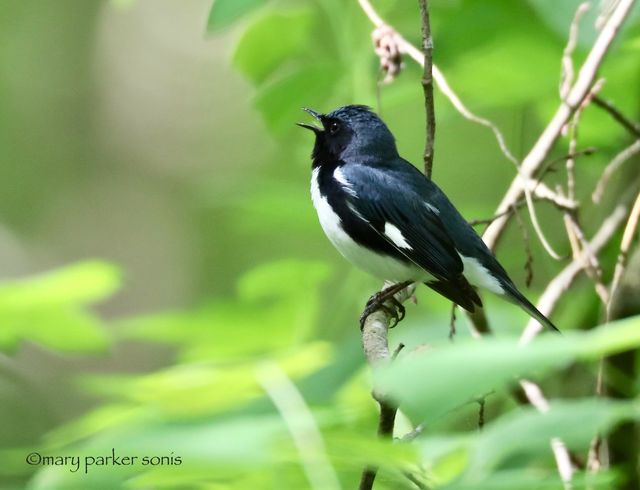 Black-throated Blue Warbler