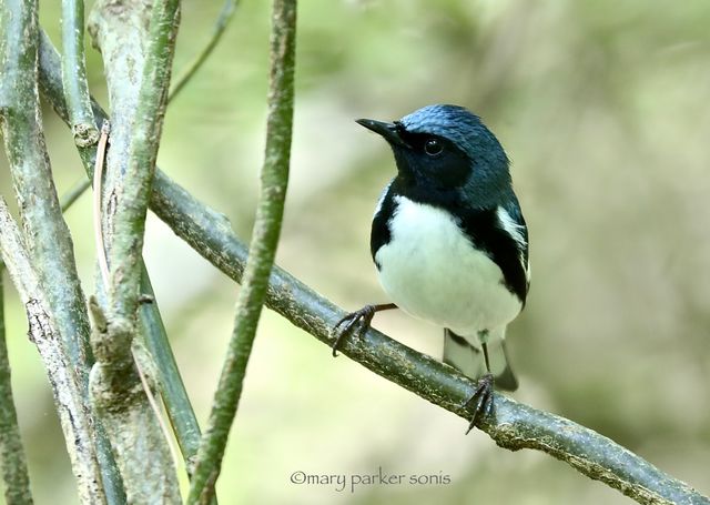 Black-throated Blue Warbler