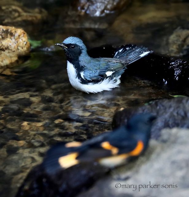 Black-throated Blue Warbler