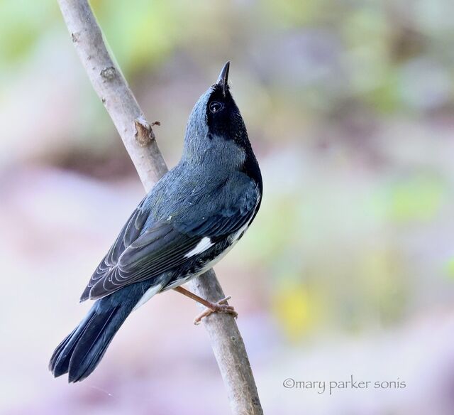 Black-throated Blue Warbler