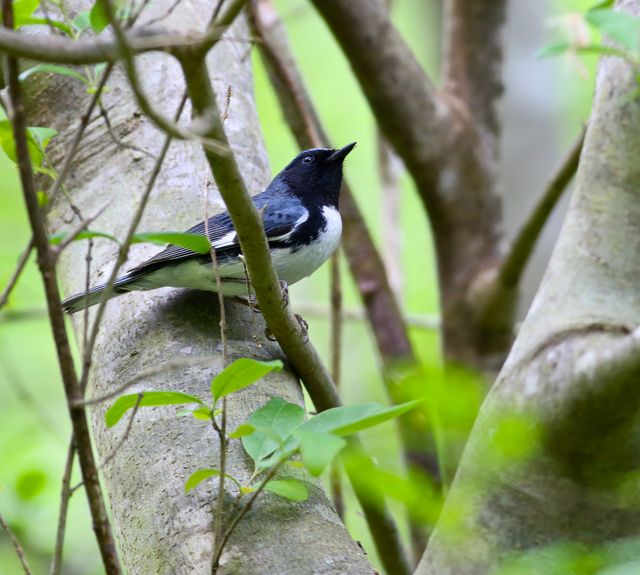 Black-throated Blue Warbler