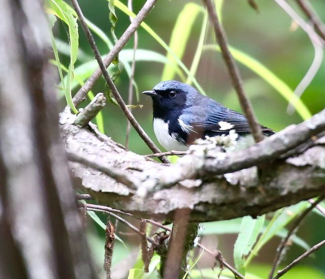 Black-throated Blue Warbler