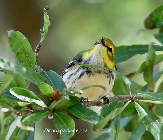 Black-throated Green Warbler