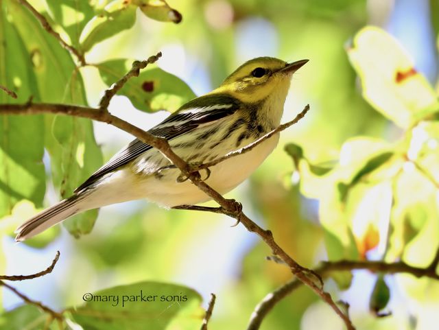 Black-throated Green Warbler
