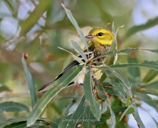 Black-throated Green Warbler