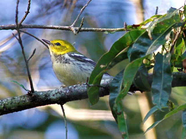 Black-throated Green Warbler