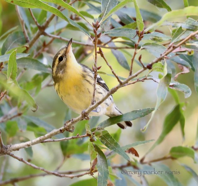 Blackburnian Warbler