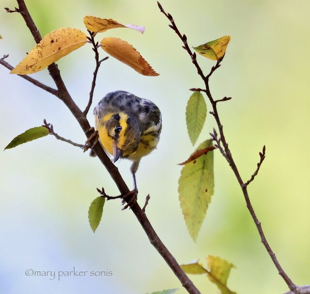 Blackburnian Warbler