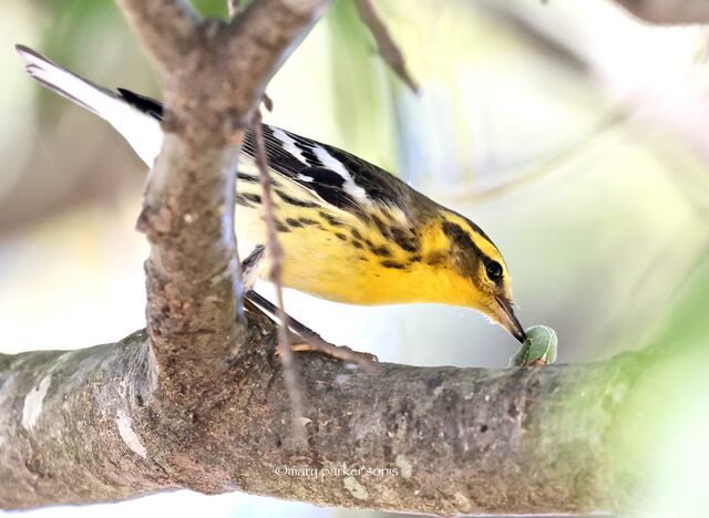 Blackburnian Warbler