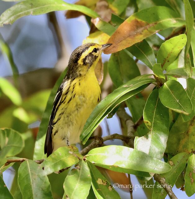 Blackburnian Warbler