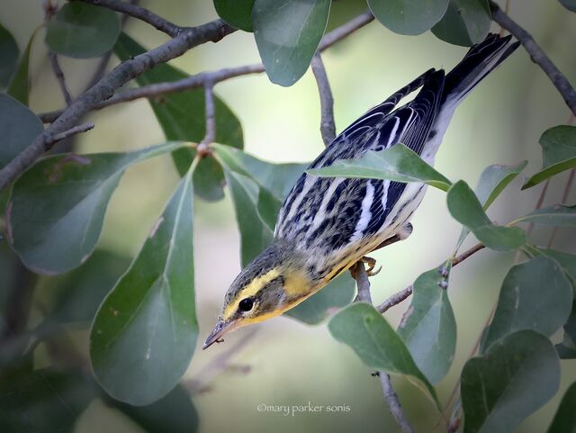 Blackburnian Warbler