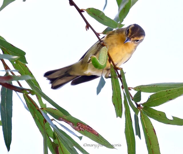 Blackburnian Warbler