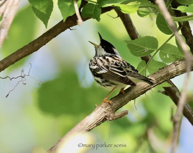 Blackpoll Warbler