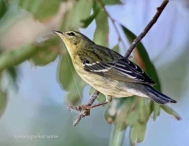 Blackpoll Warbler