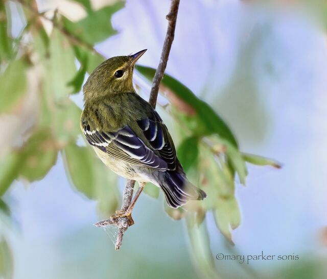 Blackpoll Warbler