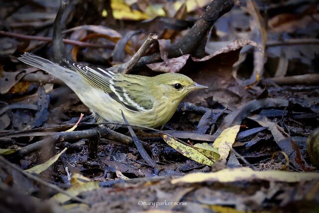 Blackpoll Warbler