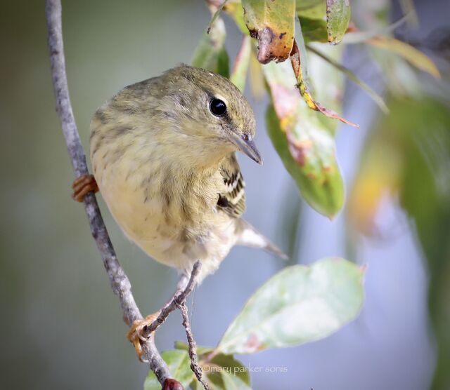 Blackpoll Warbler