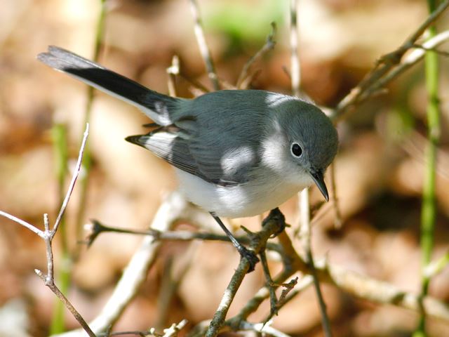 Blue-gray Gnatcatchers