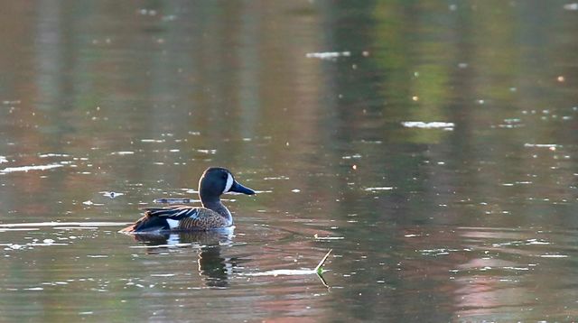 Blue-winged Teal