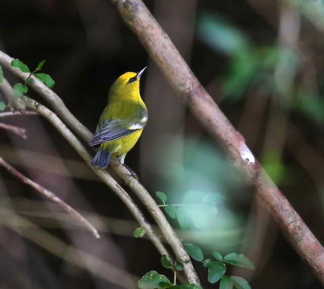 Blue-winged Warbler