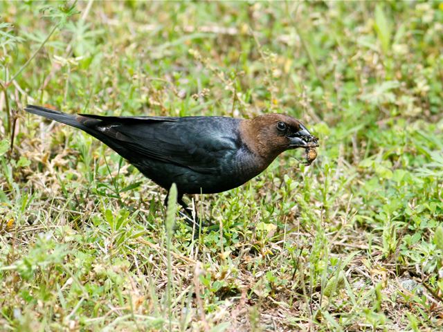 Brown-headed Cowbirds