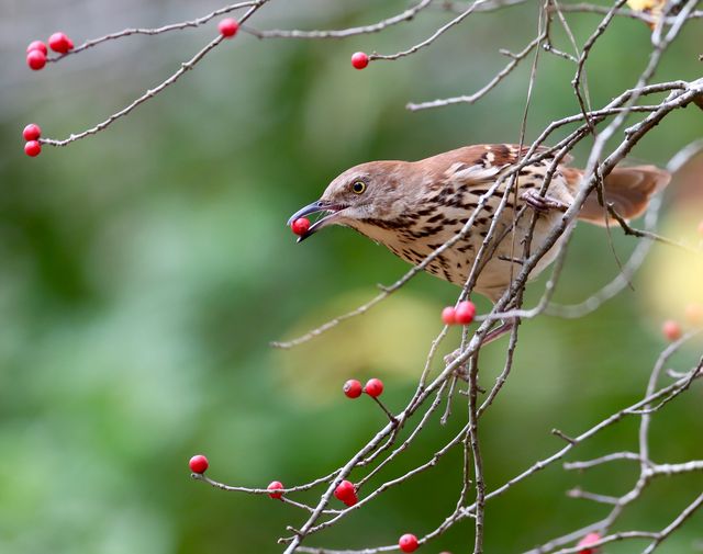 Brown Thrasher