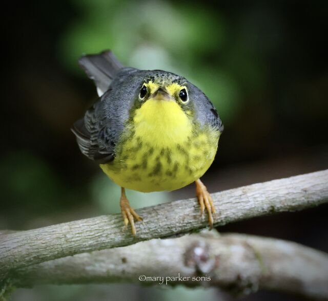 Canada Warbler