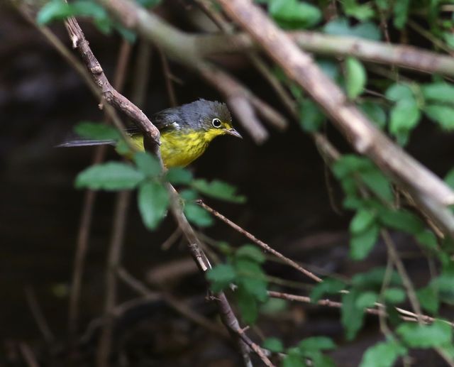 Canada Warbler