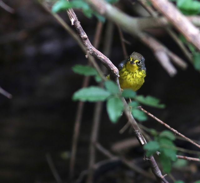 Canada Warbler