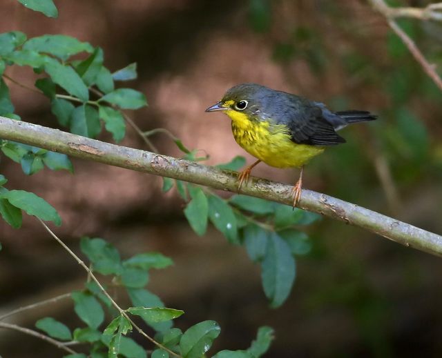 Canada Warbler