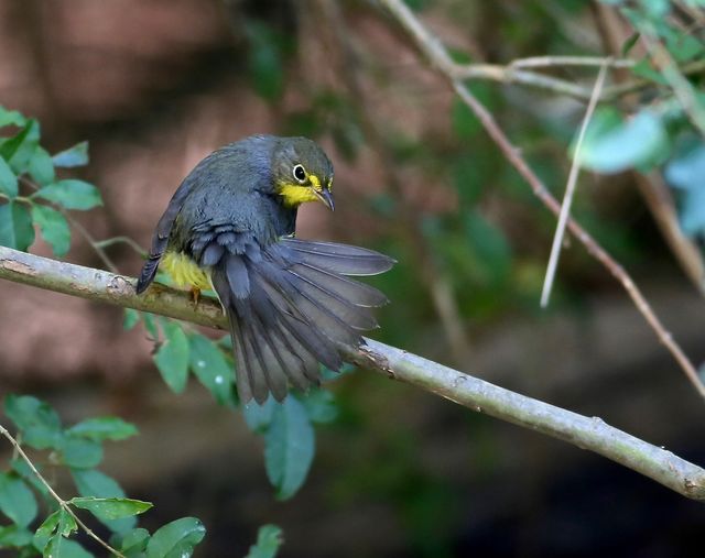 Canada Warbler