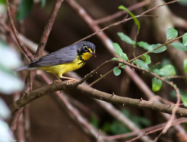 Canada Warbler