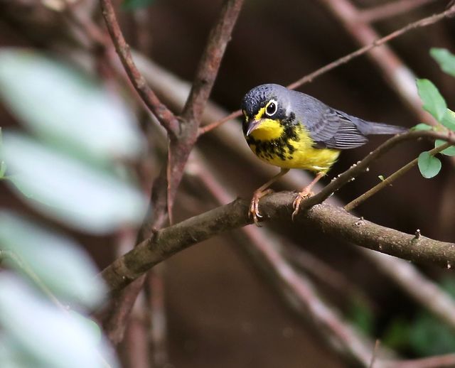 Canada Warbler