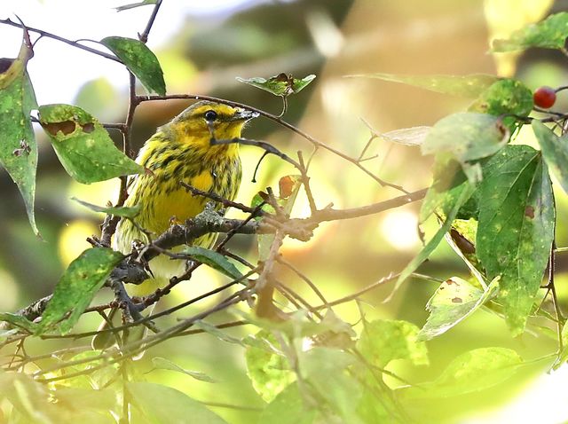 Cape May Warbler