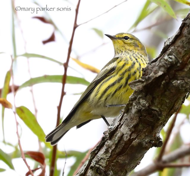 Cape May Warbler