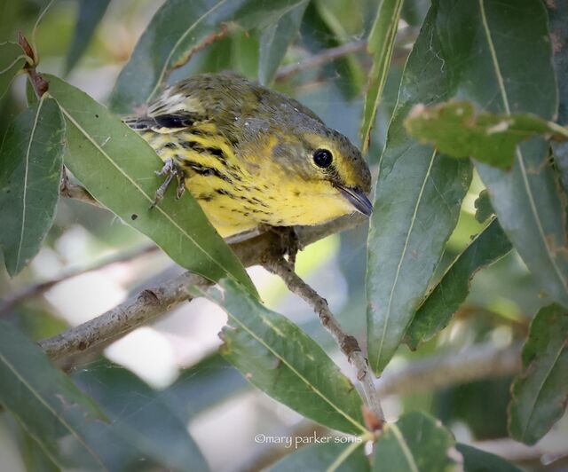 Cape May Warbler